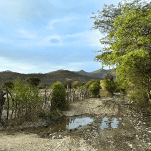 El Niño en el bosque seco: ¿Bendición destructiva o catalizador de vida?