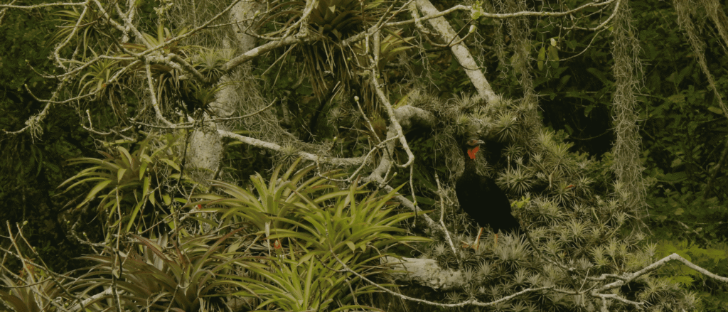 Biodiversidad del Bosque Seco y su importancia