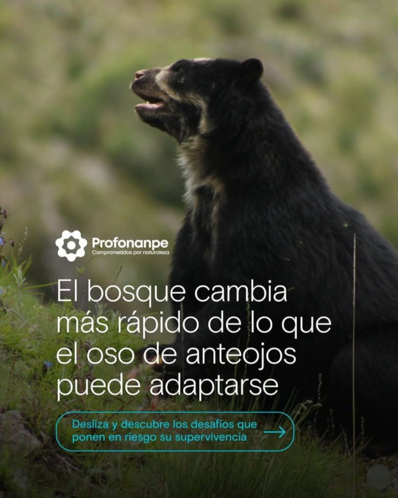 Oso1