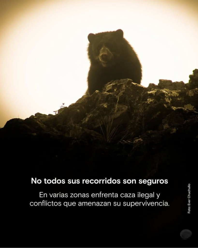 Oso3