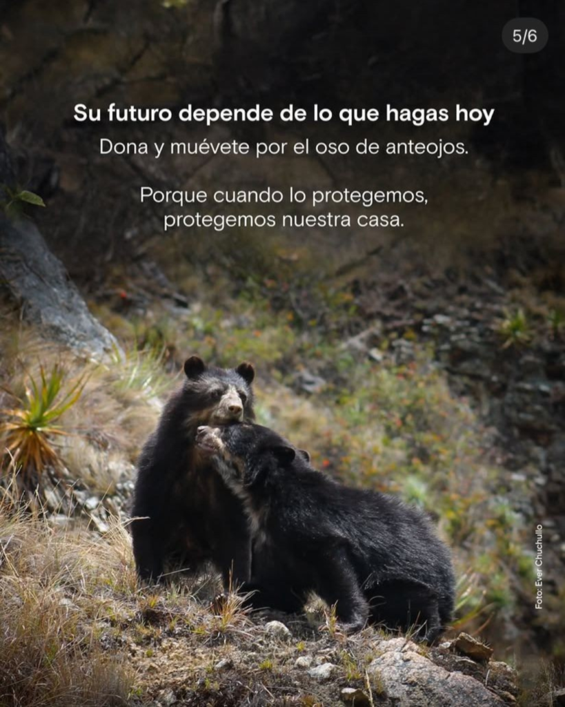 Oso5