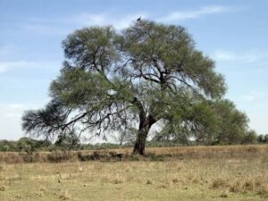 Árboles del bosque seco que favorecen la polinización y la supervivencia de las abejas nativas