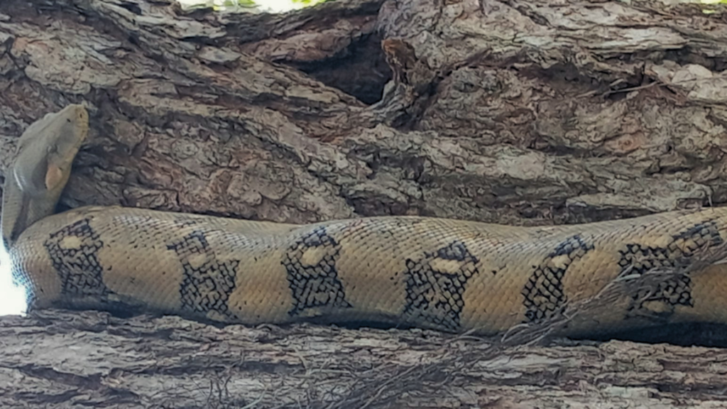 La Macanche: la serpiente del bosque seco que vale la pena conocer