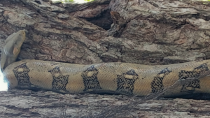 La Macanche: la serpiente del bosque seco que vale la pena conocer