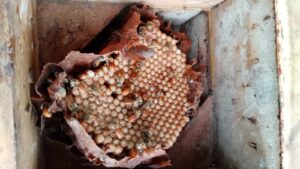 Meliponicultura en el bosque seco: una experiencia de conservación y desarrollo comunitario desde El Tutumo, Tumbes